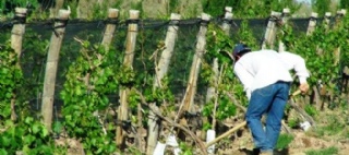  sector_css: 55559